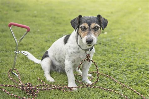 The 10 Best Dog Tie.